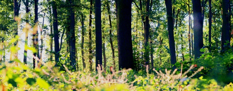 Dubové porosty na Soutoku