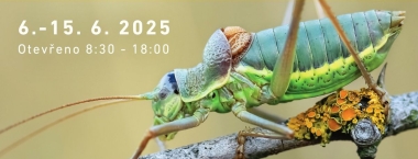 Kobylka révová na větvičce.
