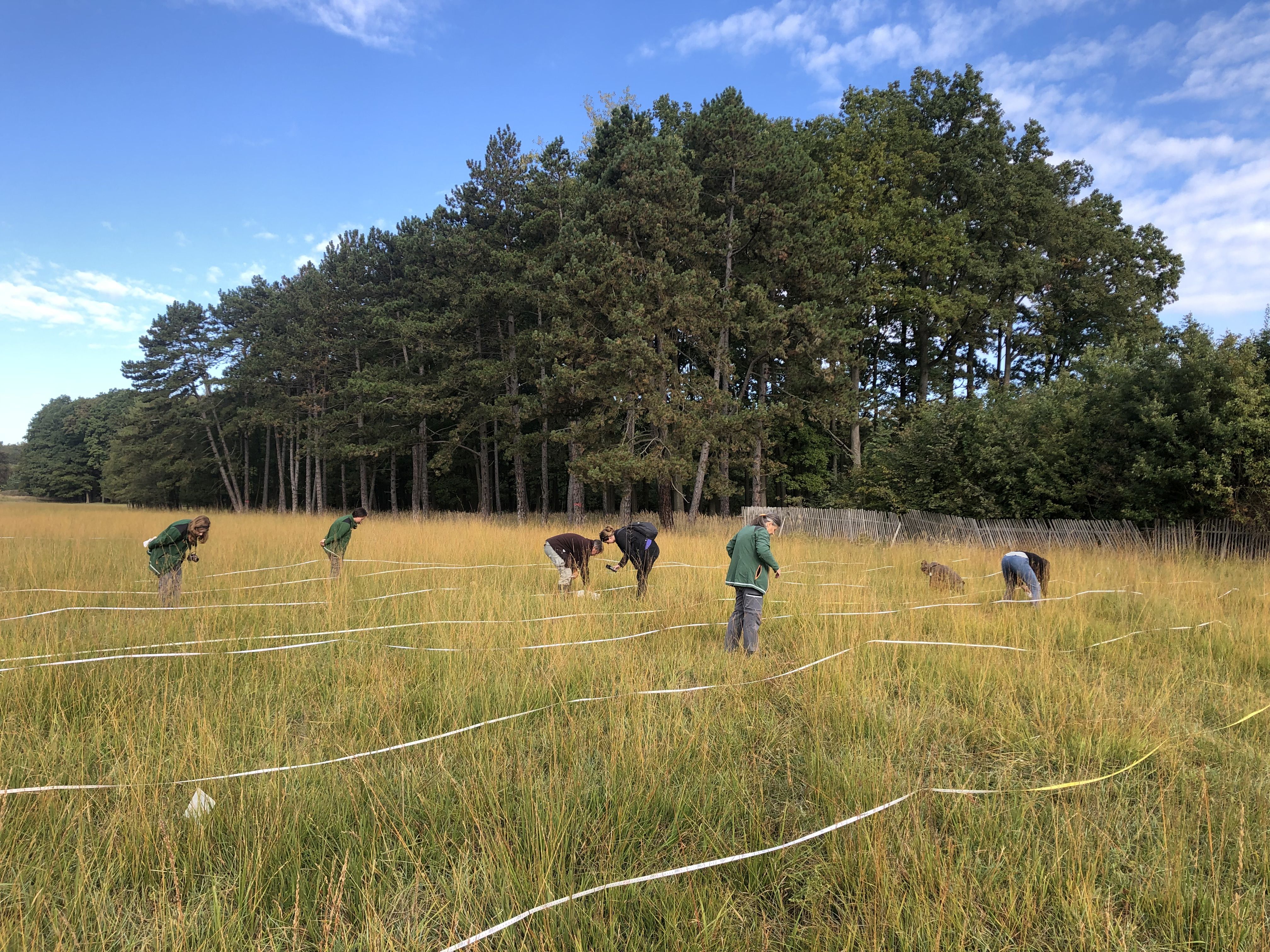 Plocha s výskytem rostlin je systematicky rozdělena páskou do pruhů, aby byl sběr semen co nejefektivnější, foto: Helena Neuwirthová