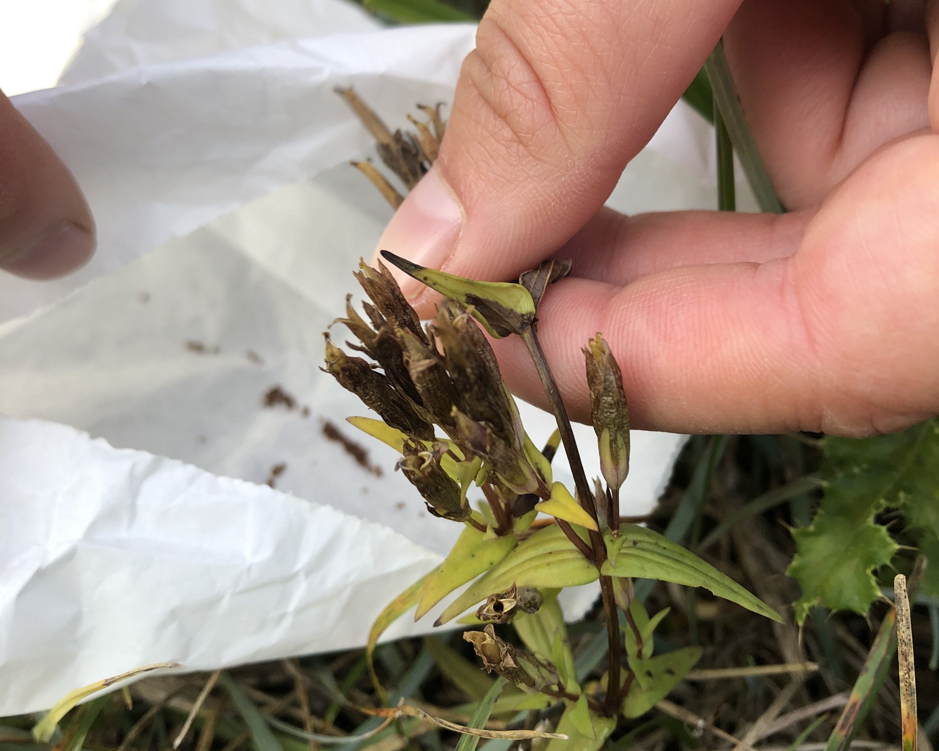 Semena hořečků se sbírají ručně do papírových sáčků, foto: Helena Neuwirthová