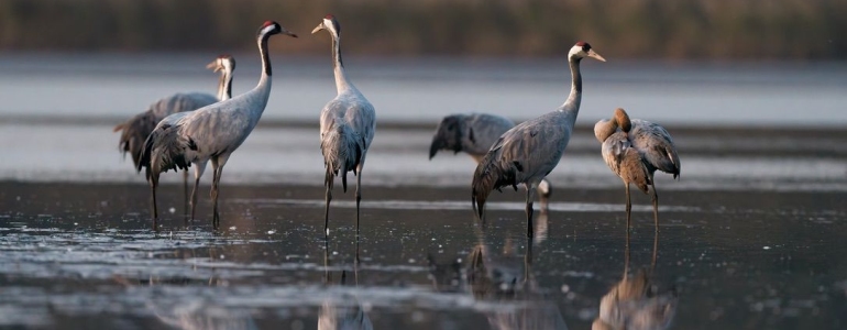 Ptáci jeřábi stojící v rybníce.