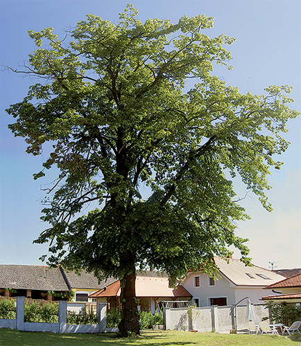 Lípa na Brněnské, Mikulov.