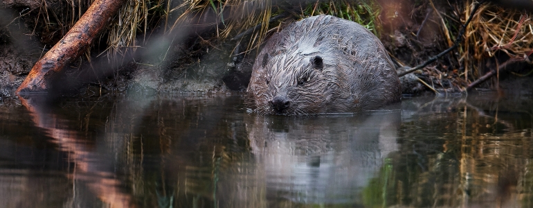 The Beaver European - Castor fiber