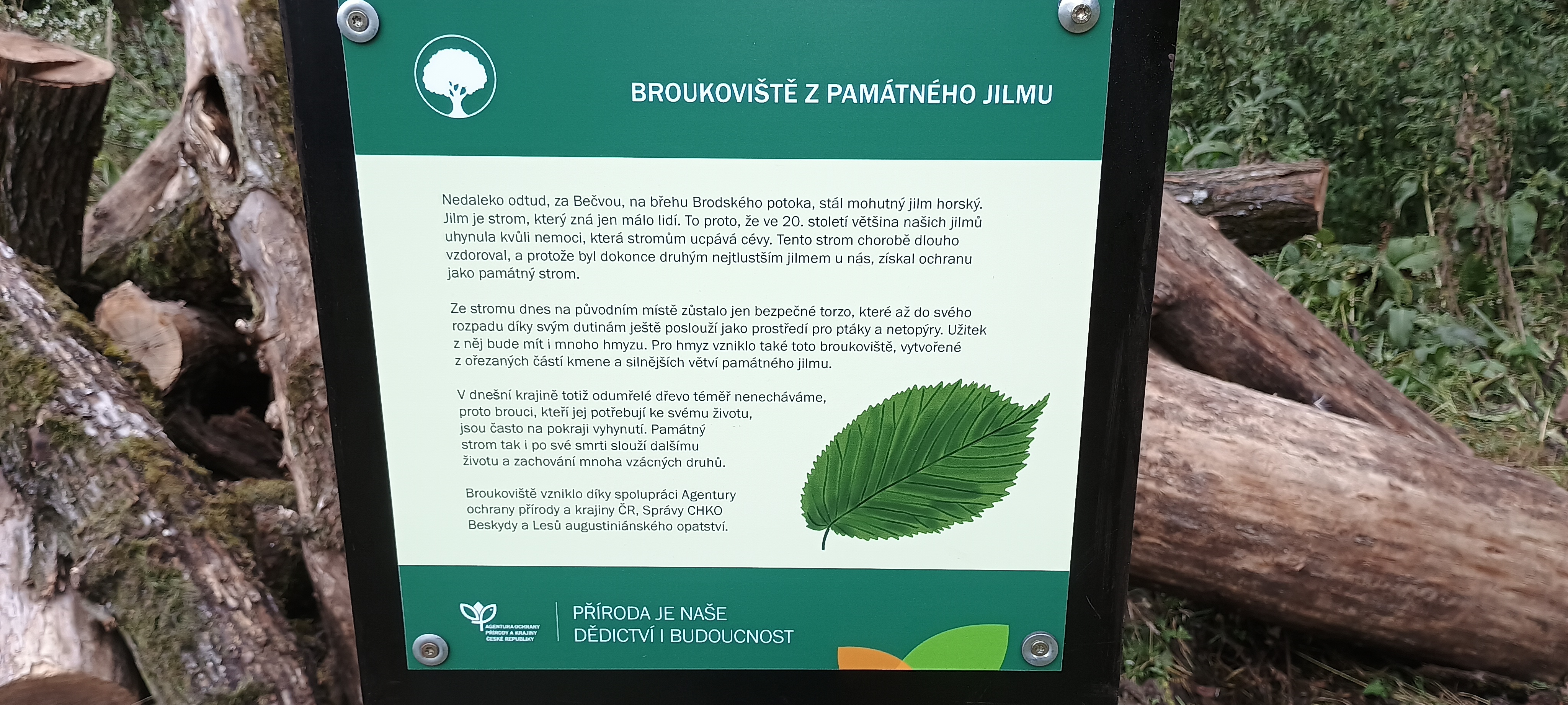 broukoviště z jilmu