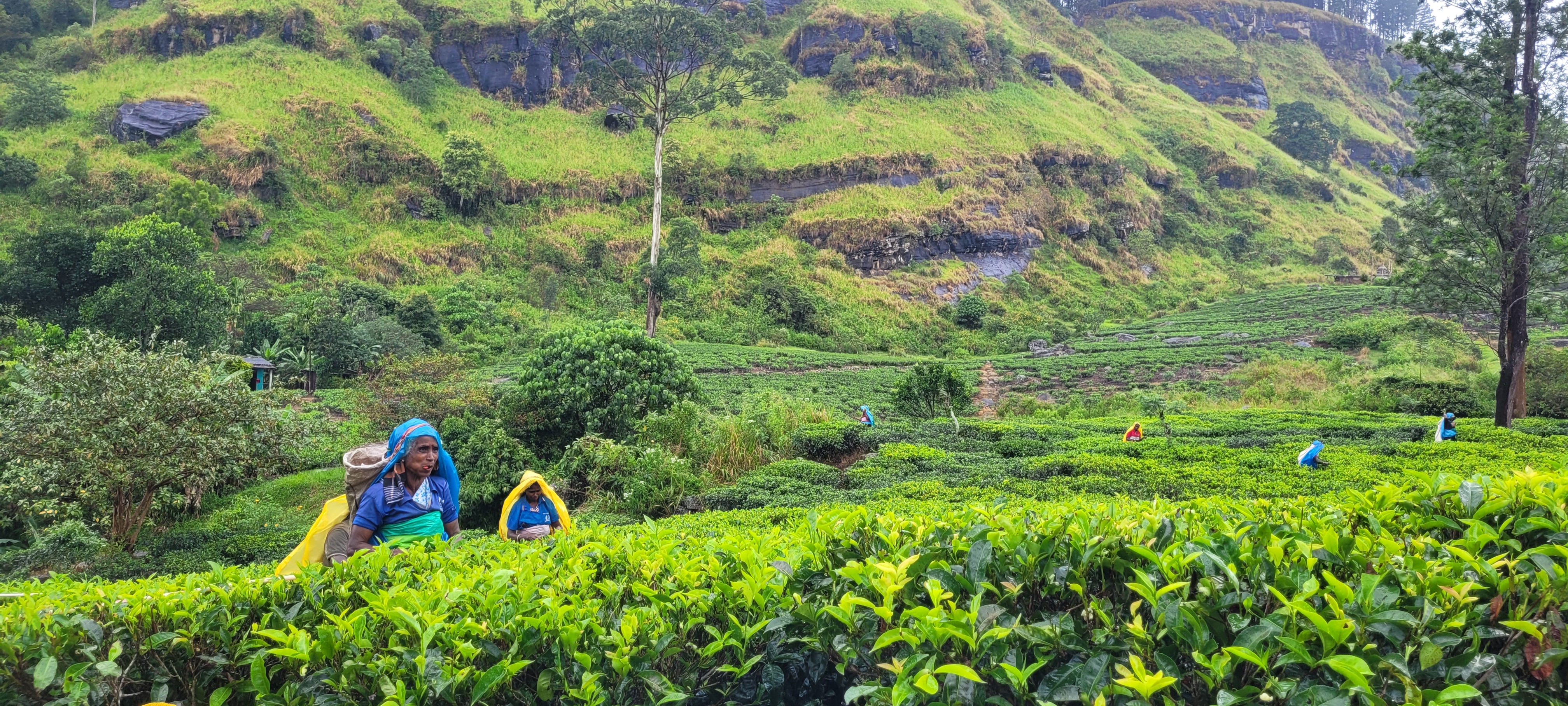 Srí Lanka. Foto Kateřina Burianová.