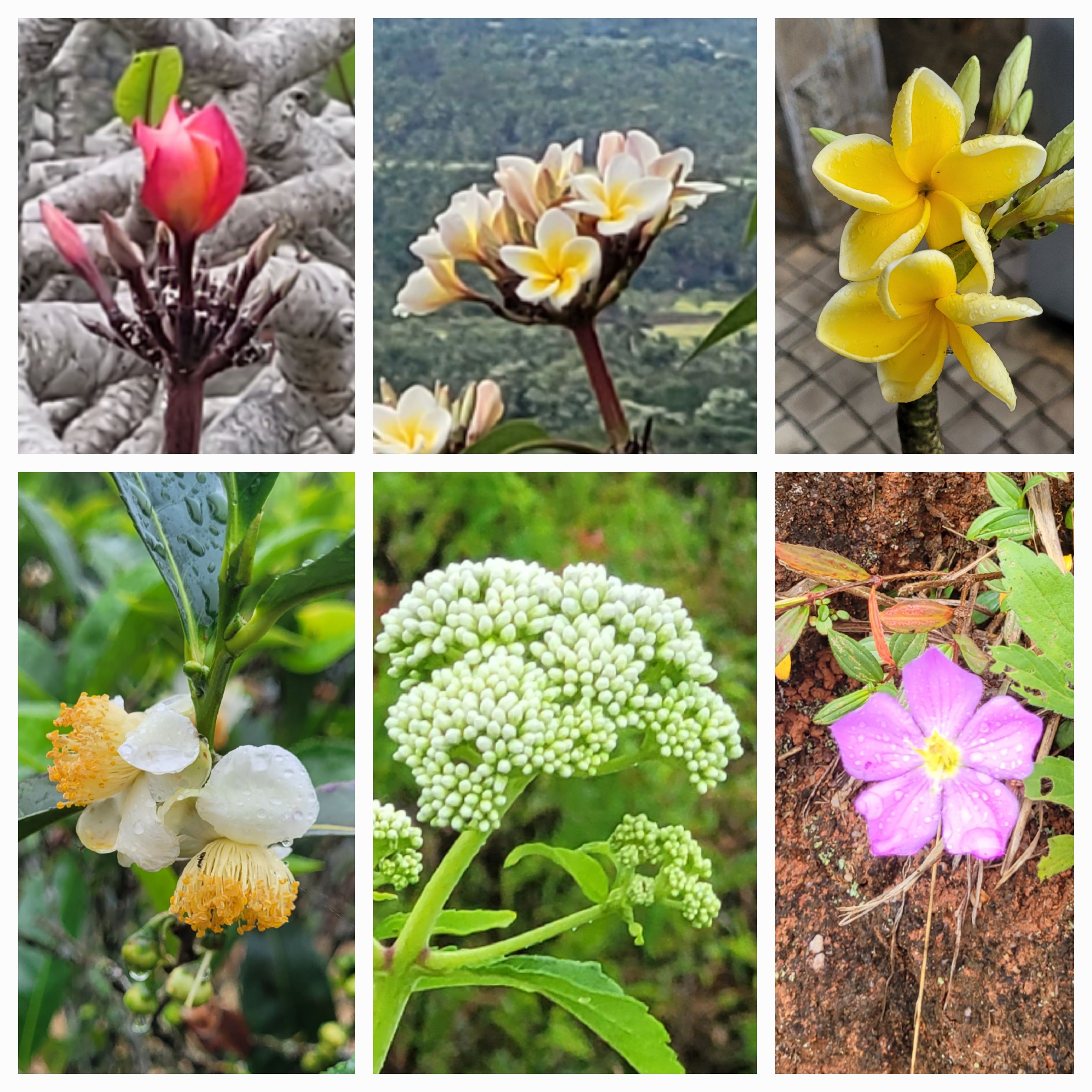 Srí Lanka. Foto Kateřina Burianová.