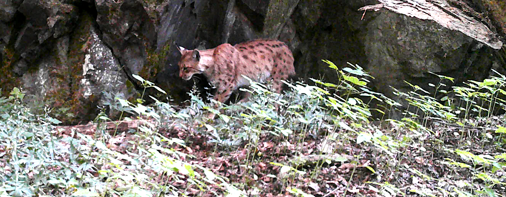Rys ostrovid vyhlíží na lesní cestu z okolního lesního porostu.