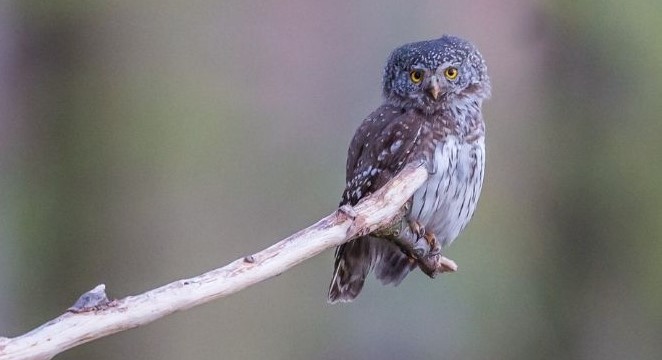Kulíšek nejmenší sedí na hole větvi v lese.