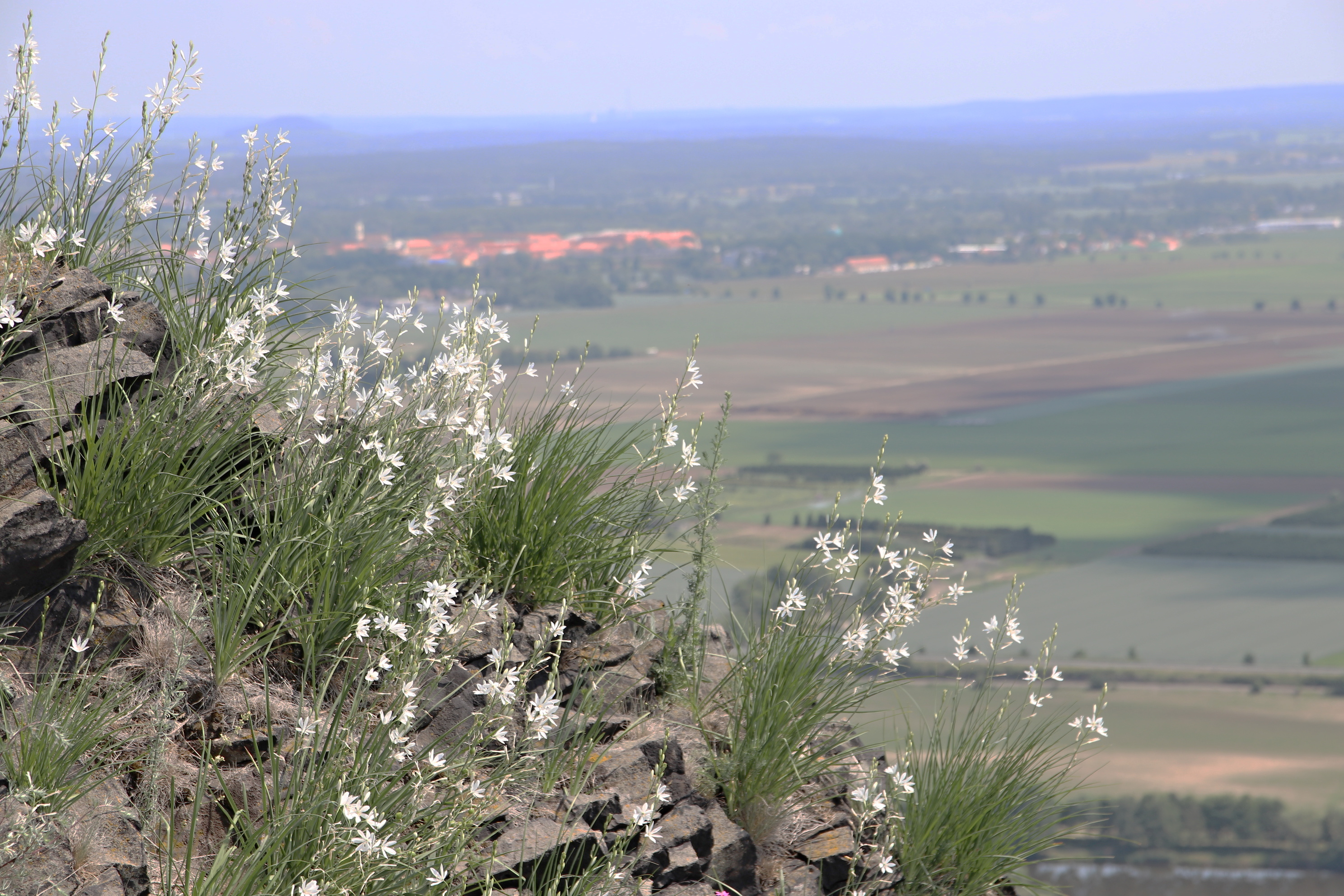 Bělozářka liliovitá