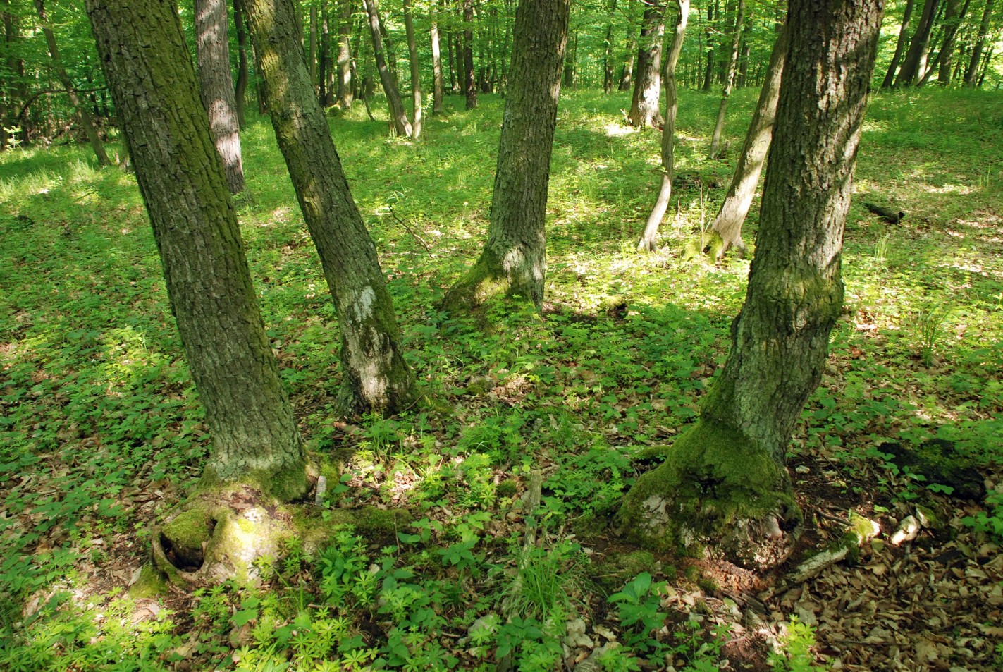 Mnohokmen neboli polykormon les, foto Josef Mottl.