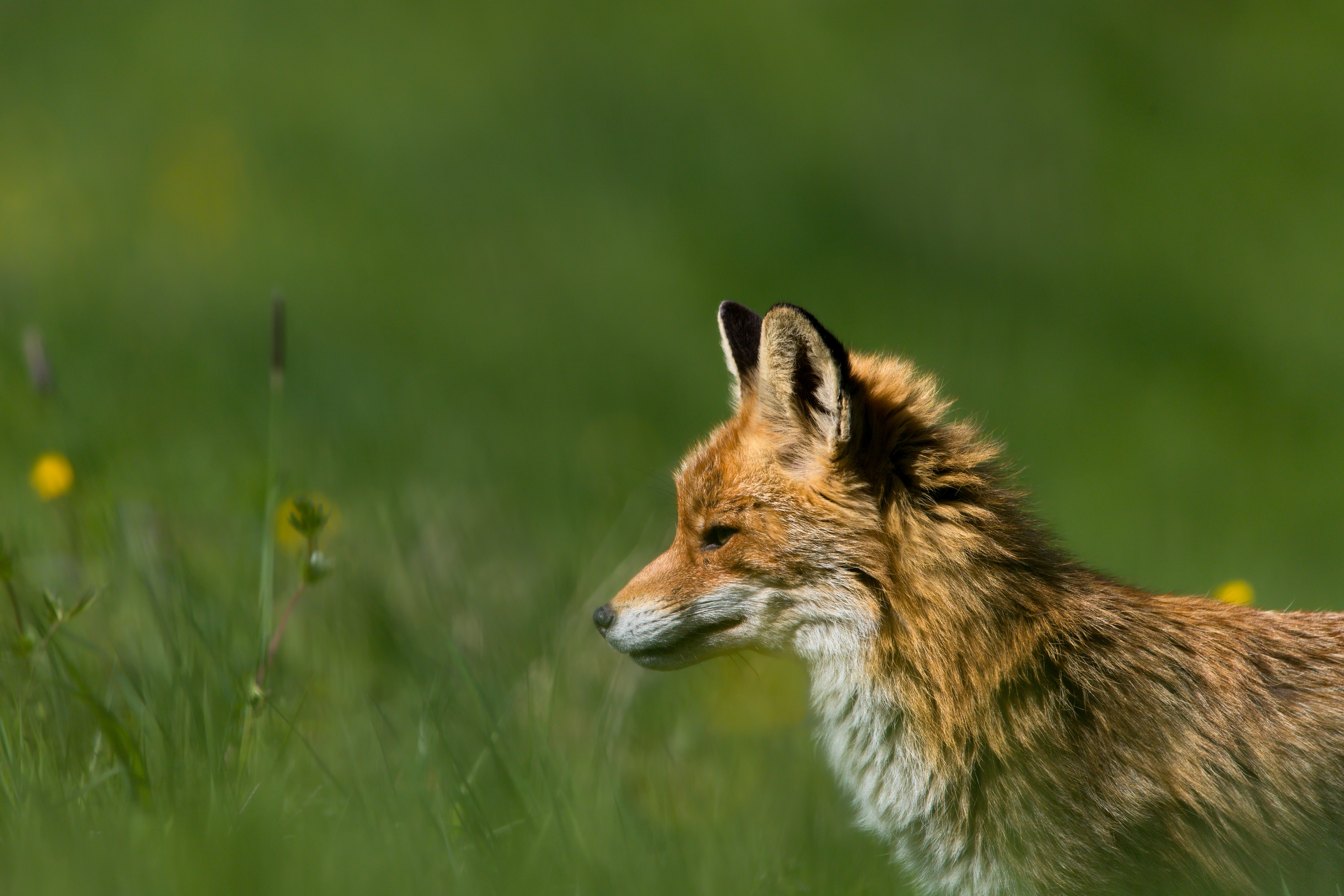 druhé místo - Milan Mareš, liška obecná