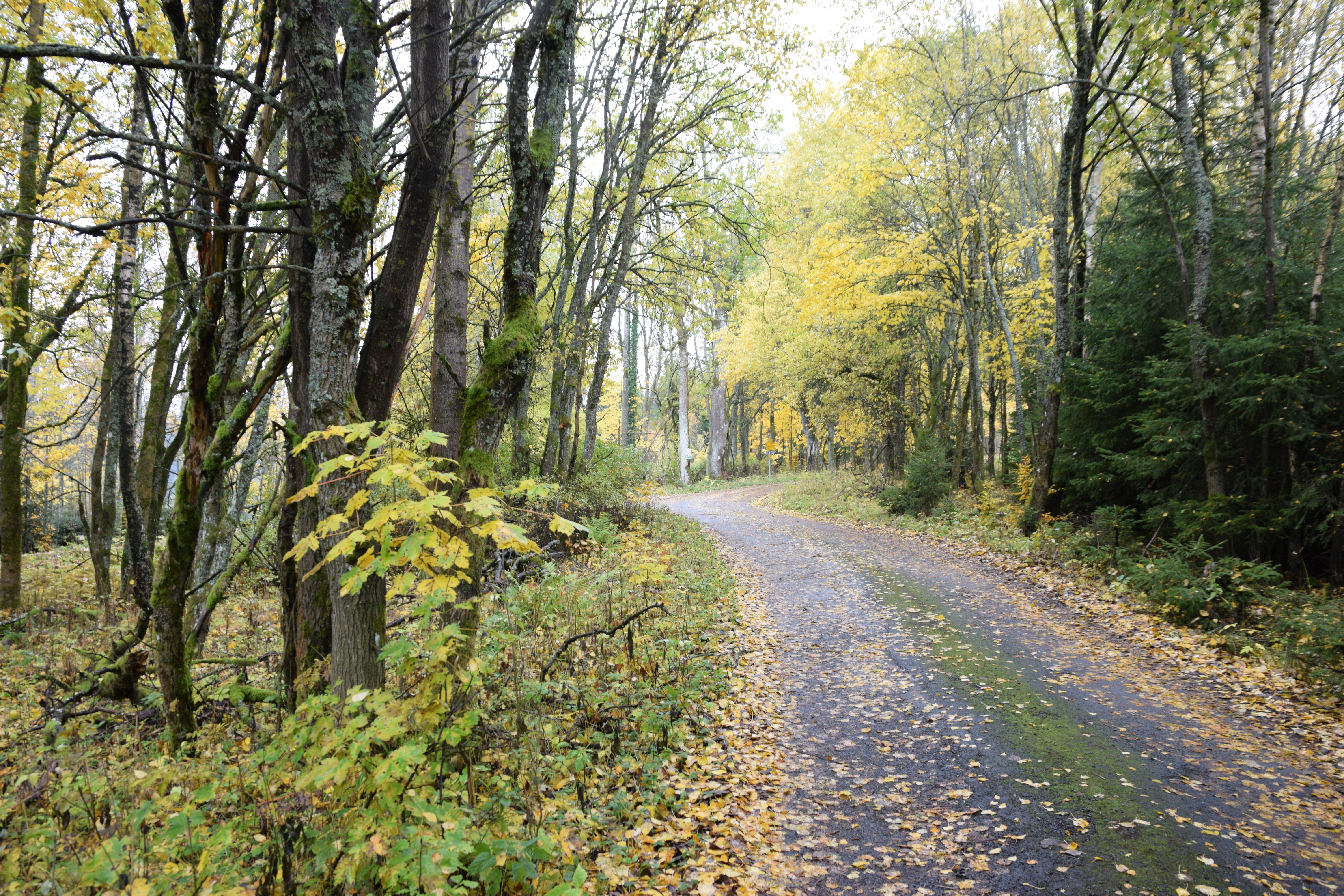 lesní cesta na Pavlově Studenci