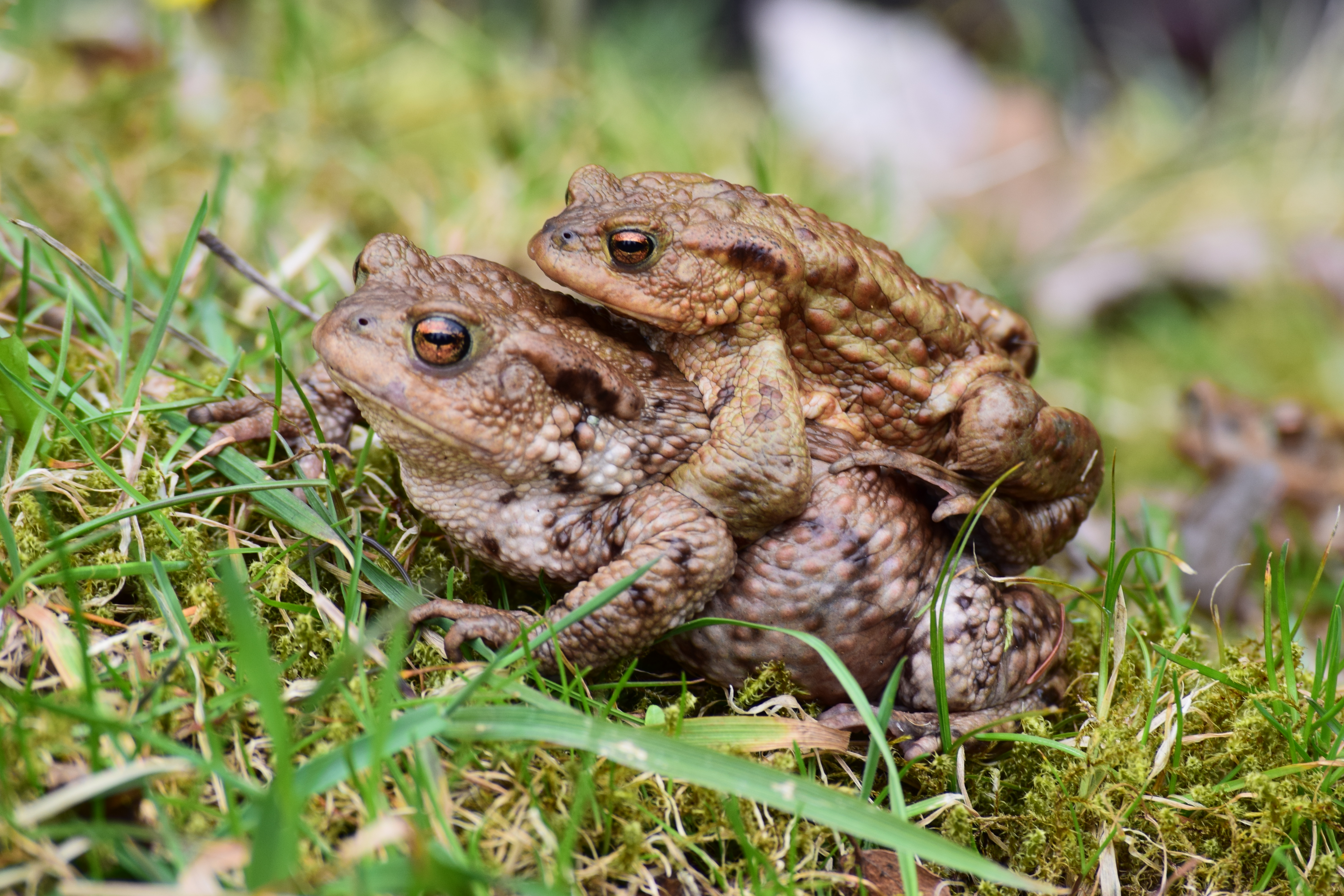 pářící se jedinci ropuchy obecné