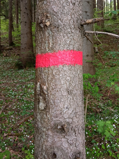 Turistické značení na stromě.