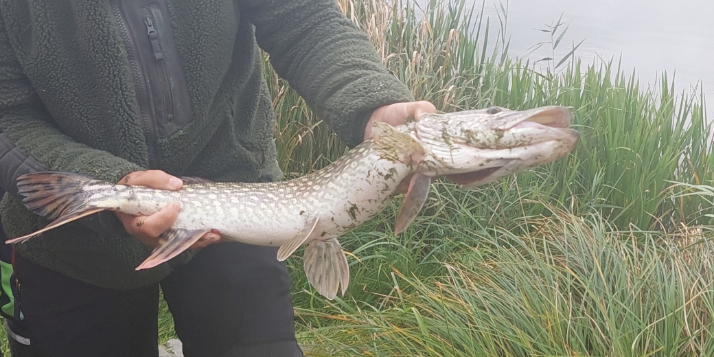 Rybář drží v rukou štiku obecnou.