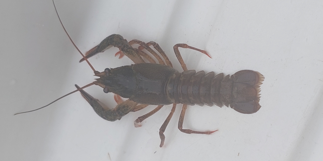 Detailní pohled na odchyceného raka bahenního.