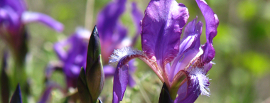 Velký fialový květ kosatce bezlistého.