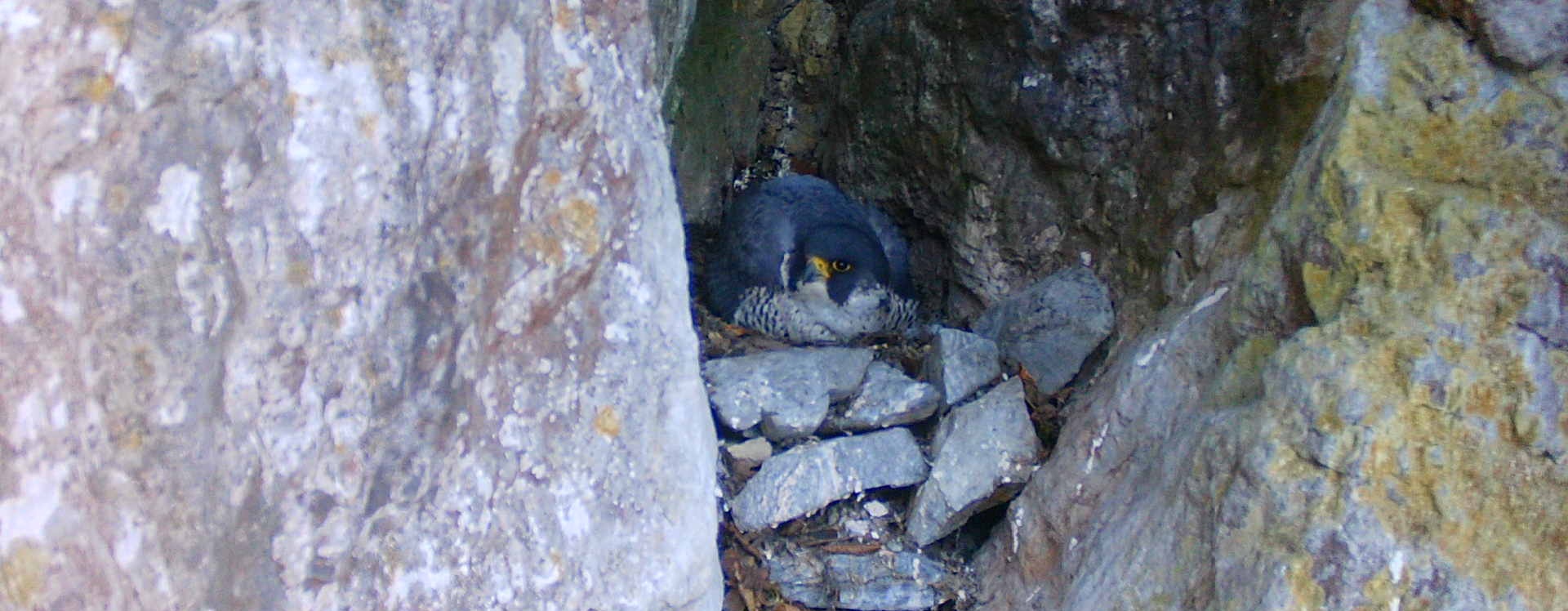 Sokoli v Moravském krasu.