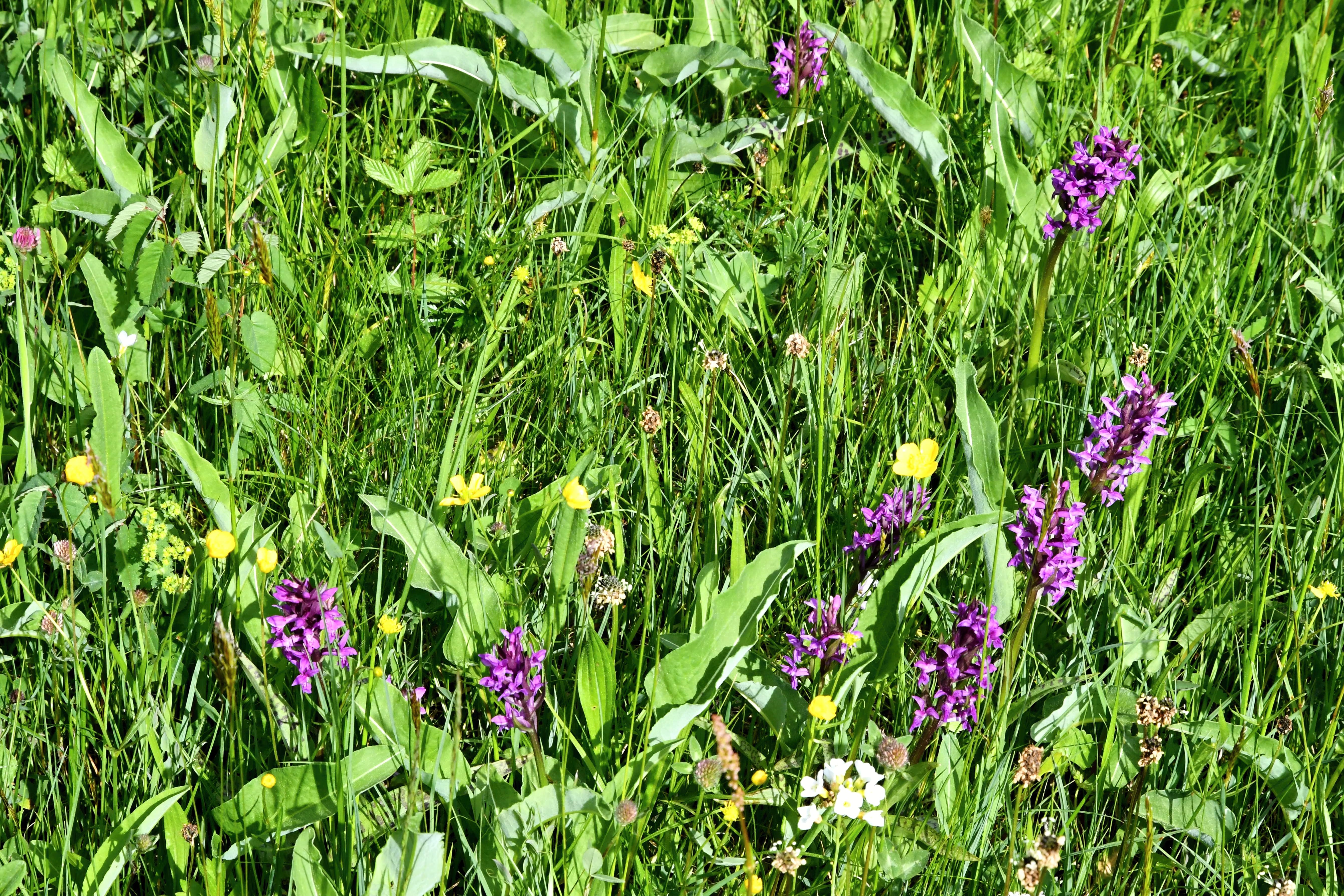 Orchideje ML_Coufalík