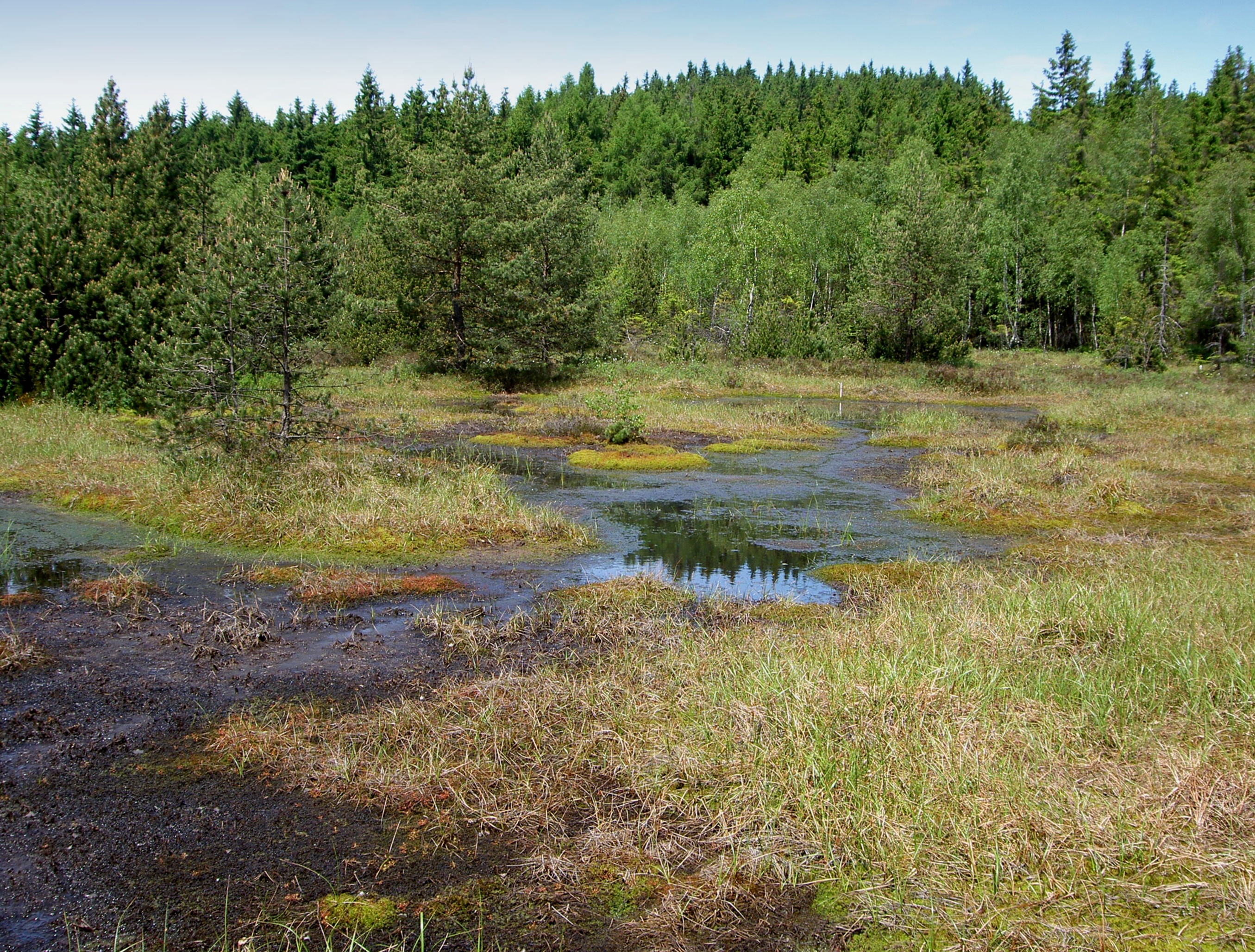 Krasenské rašeliniště_Tájek