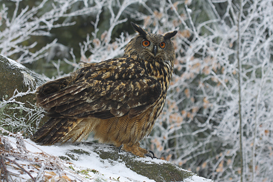 Výr velký, foto: Petr Mückstein